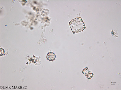 phyto/Brazilian_Amazon_coast/Amazomix_station_22/AMAZOMIX September 2021/Protoperidinium quarnerense (St22_DCM_proto220913_001_ovl-11).tif(copy)_thumb.jpg